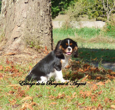 Les chiots de Cavalier King Charles Spaniel