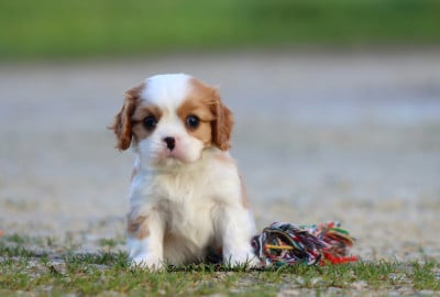 Les chiots de Cavalier King Charles Spaniel