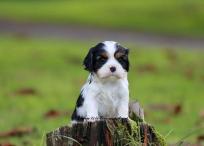 Les chiots de Cavalier King Charles Spaniel