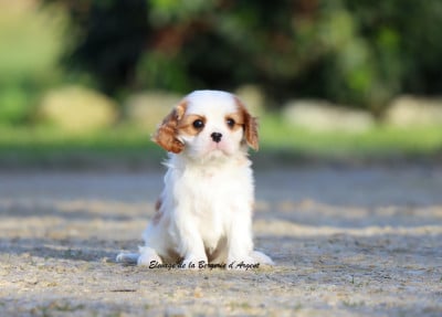 Les chiots de Cavalier King Charles Spaniel
