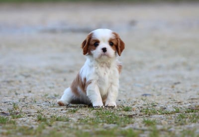 Les chiots de Cavalier King Charles Spaniel