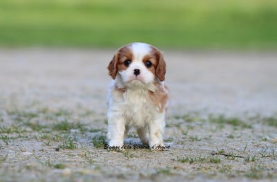 Les chiots de Cavalier King Charles Spaniel