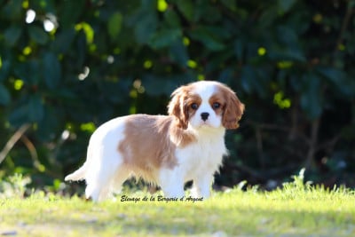 Les chiots de Cavalier King Charles Spaniel