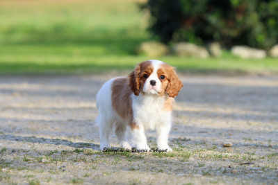 Les chiots de Cavalier King Charles Spaniel