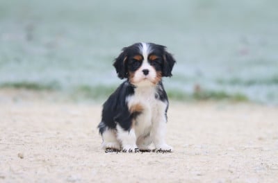 Les chiots de Cavalier King Charles Spaniel