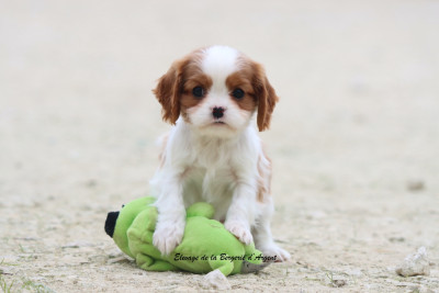 Les chiots de Cavalier King Charles Spaniel