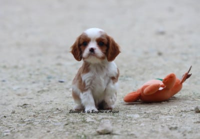Les chiots de Cavalier King Charles Spaniel