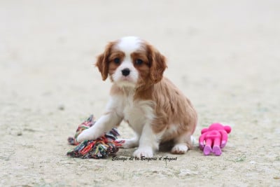 Les chiots de Cavalier King Charles Spaniel