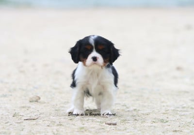Les chiots de Cavalier King Charles Spaniel