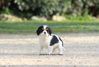 Les chiots de Cavalier King Charles Spaniel