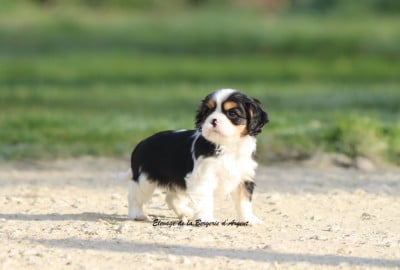 Les chiots de Cavalier King Charles Spaniel