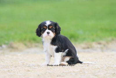 Les chiots de Cavalier King Charles Spaniel