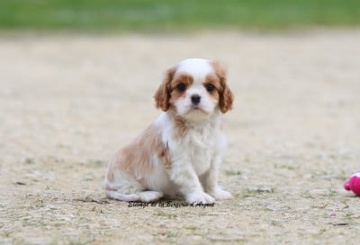Les chiots de Cavalier King Charles Spaniel