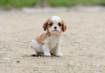 Les chiots de Cavalier King Charles Spaniel