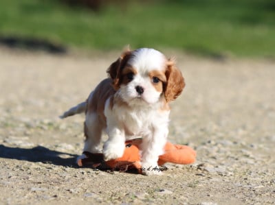 Les chiots de Cavalier King Charles Spaniel