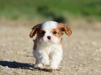Les chiots de Cavalier King Charles Spaniel