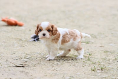 Les chiots de Cavalier King Charles Spaniel