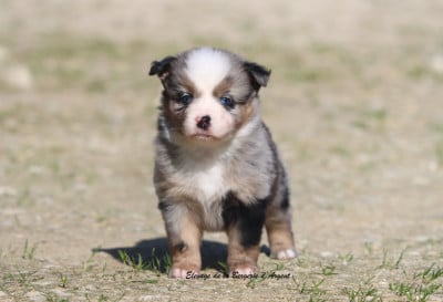 Les chiots de Berger Américain Miniature