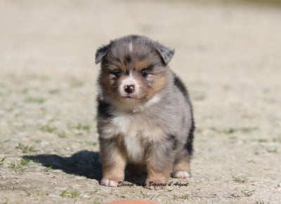Les chiots de Berger Américain Miniature