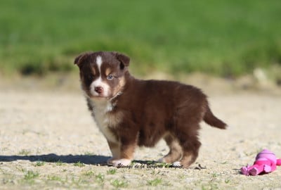 Les chiots de Berger Américain Miniature