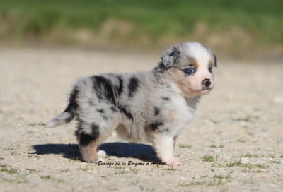 Les chiots de Berger Américain Miniature