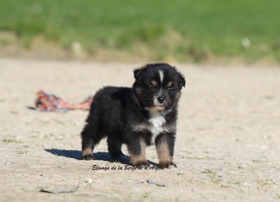 Les chiots de Berger Américain Miniature