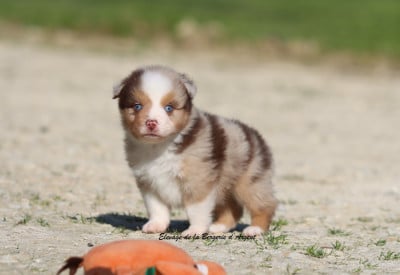 Les chiots de Berger Américain Miniature