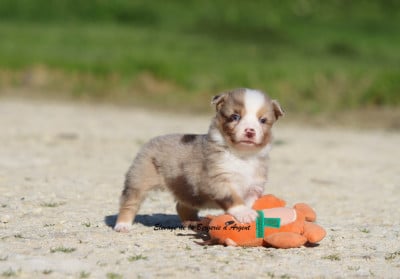 Les chiots de Berger Américain Miniature