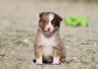 Les chiots de Berger Américain Miniature