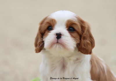 Les chiots de Cavalier King Charles Spaniel