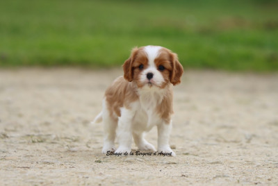 Les chiots de Cavalier King Charles Spaniel