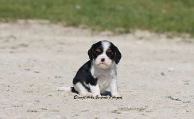 Les chiots de Cavalier King Charles Spaniel