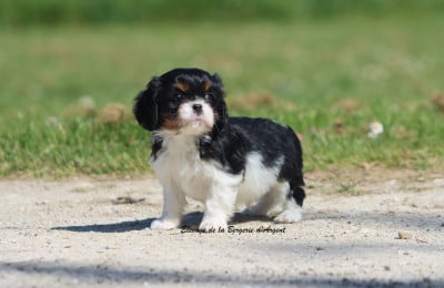 Les chiots de Cavalier King Charles Spaniel