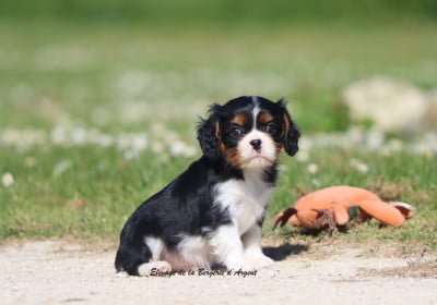 Les chiots de Cavalier King Charles Spaniel