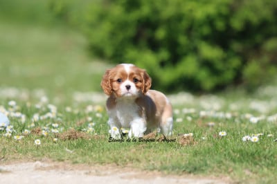 Les chiots de Cavalier King Charles Spaniel