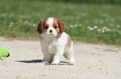 Les chiots de Cavalier King Charles Spaniel