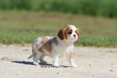 Les chiots de Cavalier King Charles Spaniel