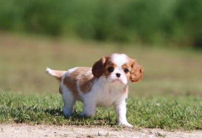 Les chiots de Cavalier King Charles Spaniel