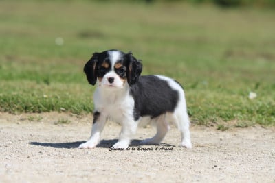 Les chiots de Cavalier King Charles Spaniel