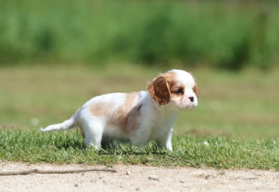 Les chiots de Cavalier King Charles Spaniel