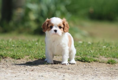 Les chiots de Cavalier King Charles Spaniel