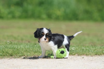 Les chiots de Cavalier King Charles Spaniel