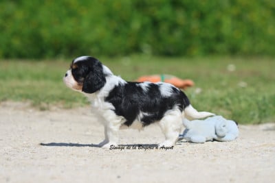 Les chiots de Cavalier King Charles Spaniel