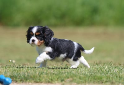 Les chiots de Cavalier King Charles Spaniel