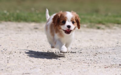 Les chiots de Cavalier King Charles Spaniel