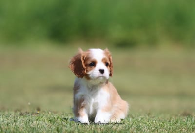 Les chiots de Cavalier King Charles Spaniel