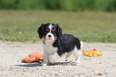 Les chiots de Cavalier King Charles Spaniel