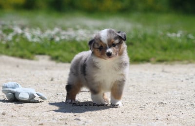 Les chiots de Berger Américain Miniature 