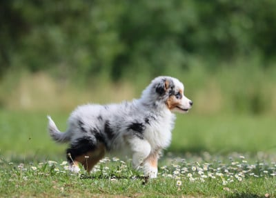 Les chiots de Berger Américain Miniature