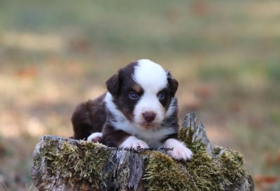 Les chiots de Berger Américain Miniature 